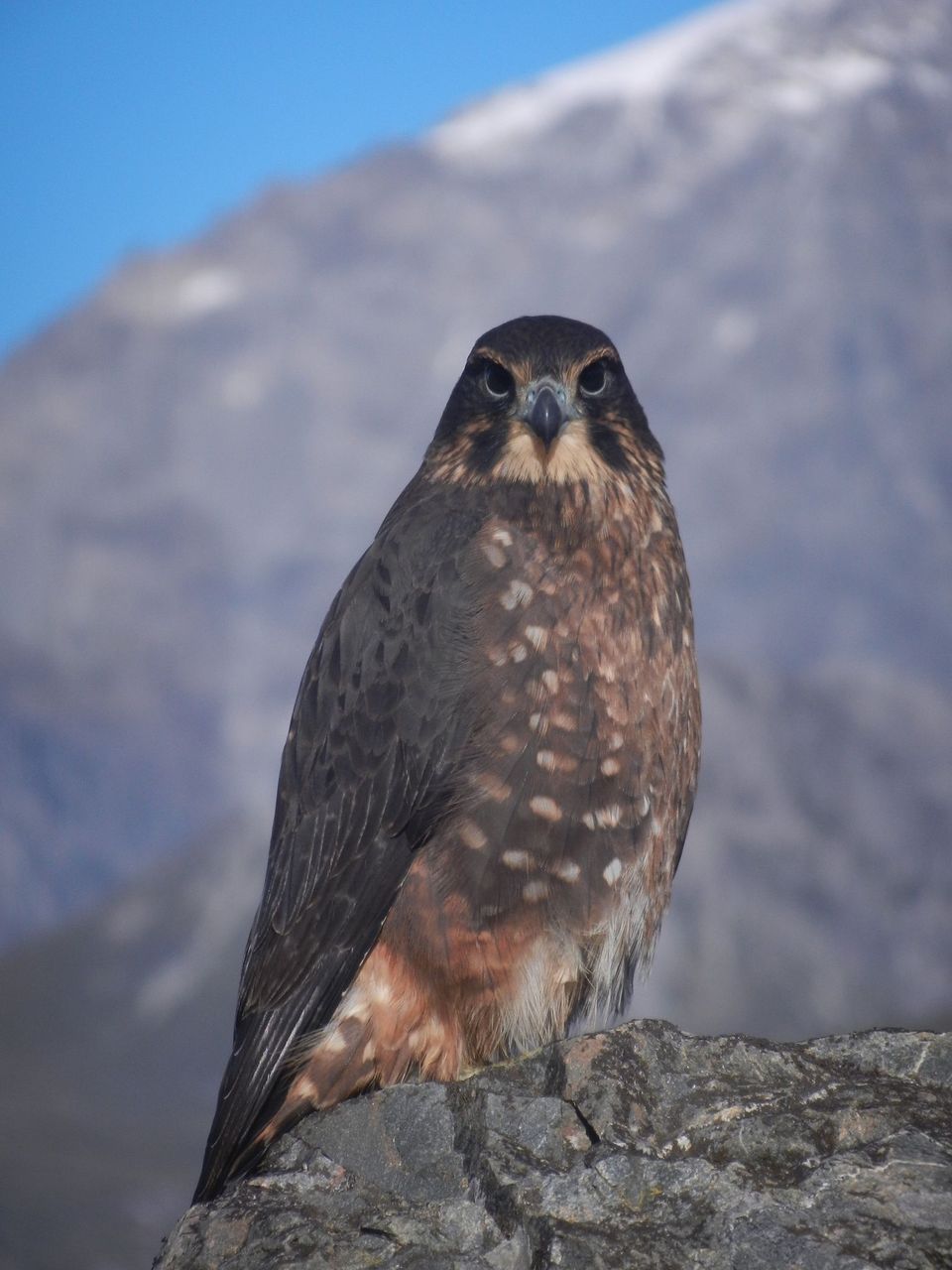 New Zealand Falcon in Arthur's Pass National Park