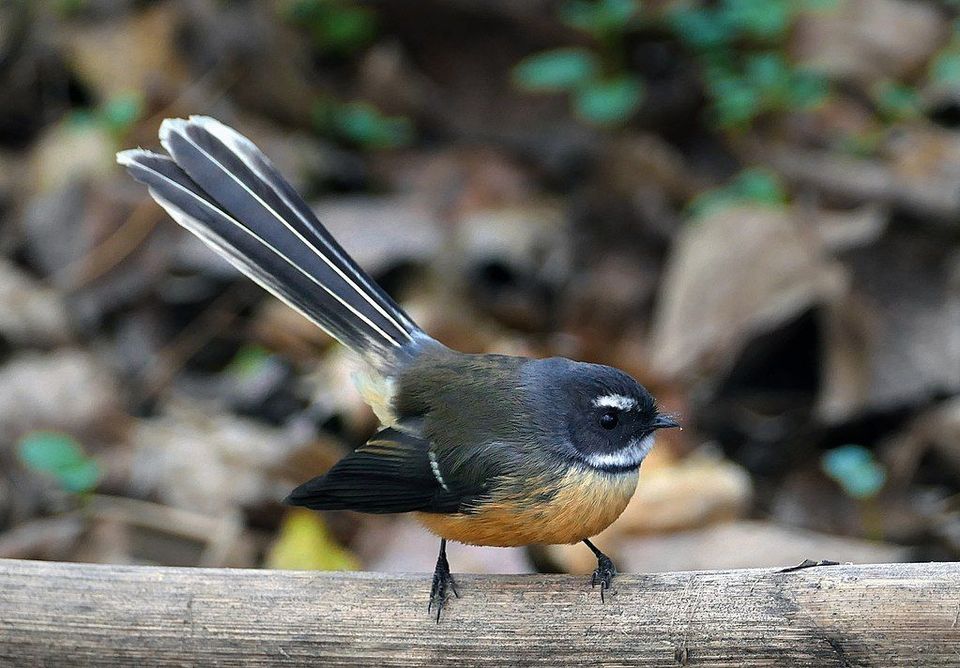 New Zealand Fantail in Westland Tai Poutini National Park