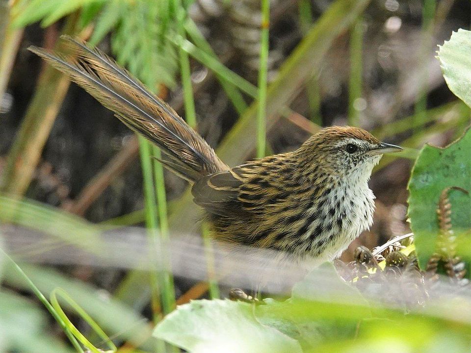 New Zealand Fernbird in Westland Tai Poutini National Park