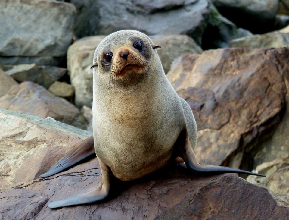 New Zealand Fur Seal in Abel Tasman National Park