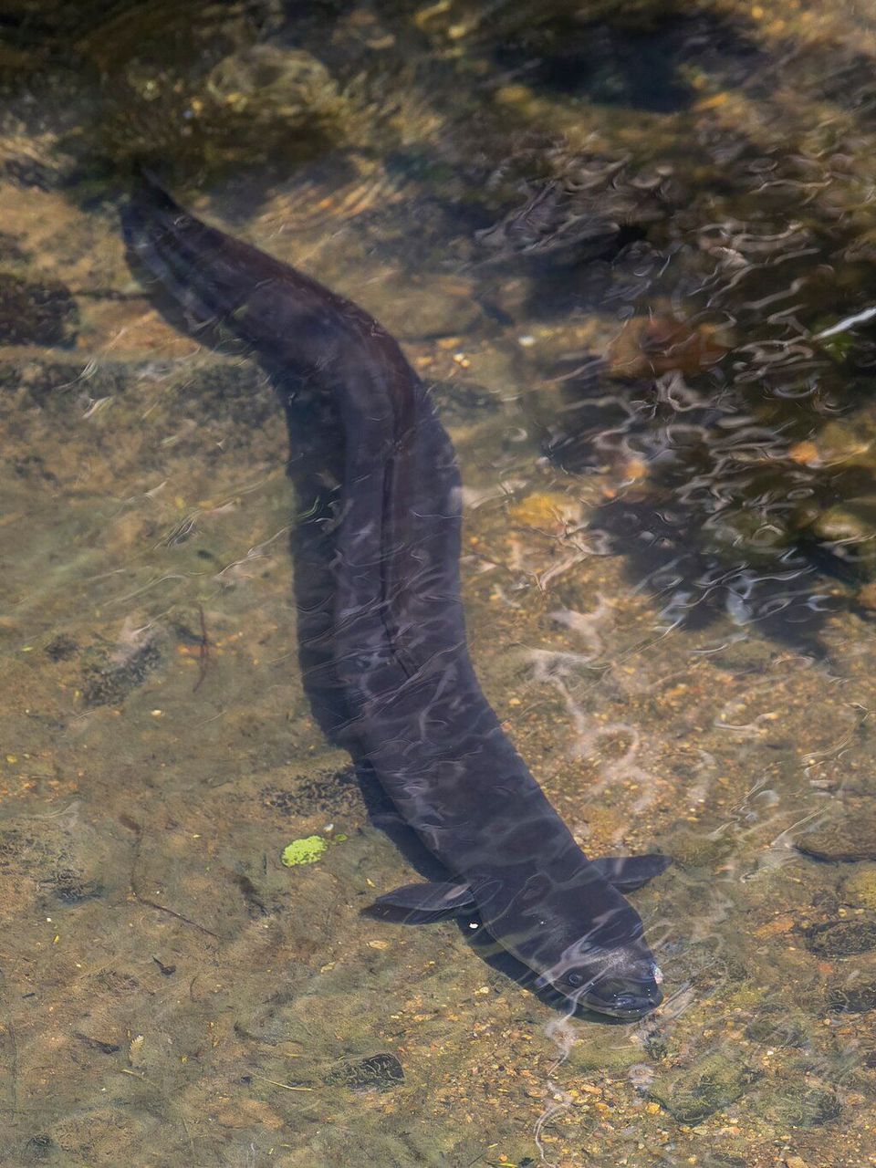New Zealand Longfin Eel wildlife guide for Abel Tasman National Park
