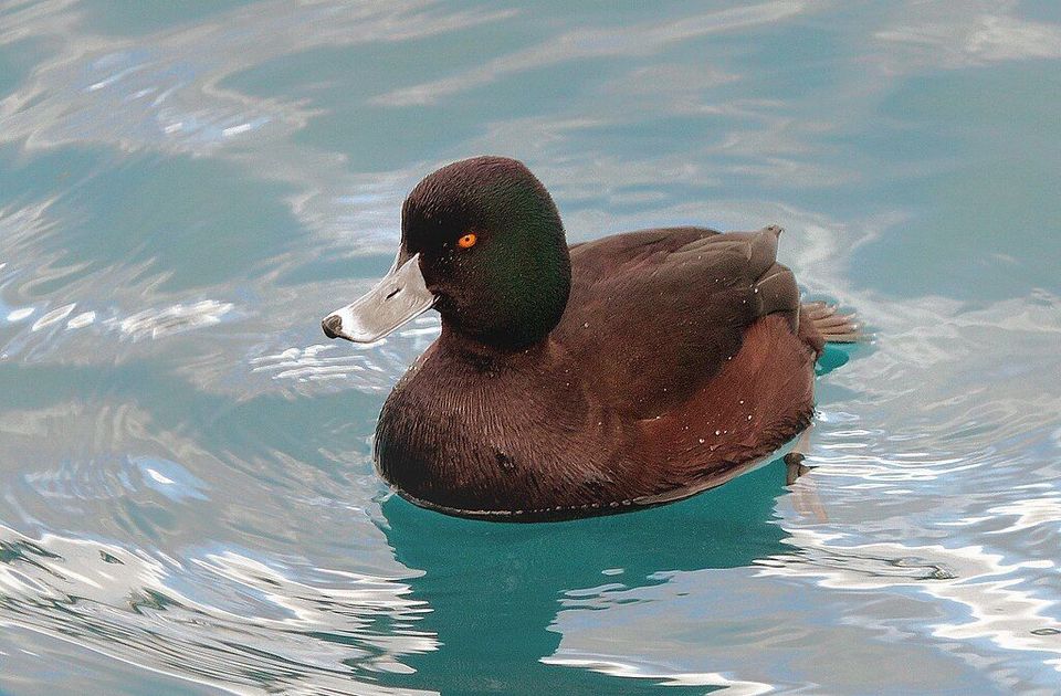 New Zealand Scaup in Nelson Lakes National Park