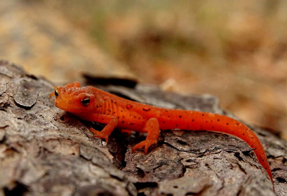 Newt wildlife guide for Hocking Hills State Park