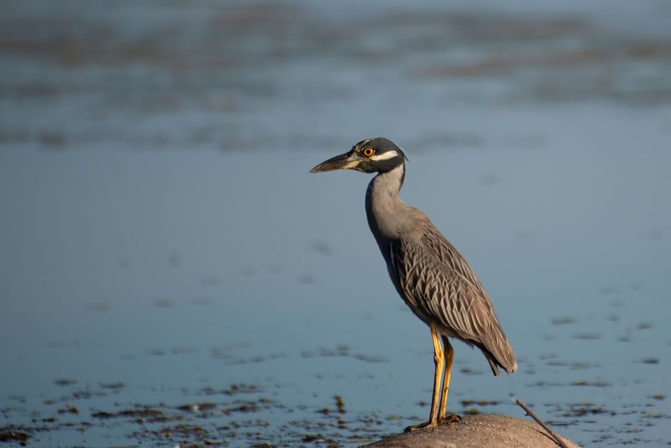 Night Heron wildlife guide for Road to Hana