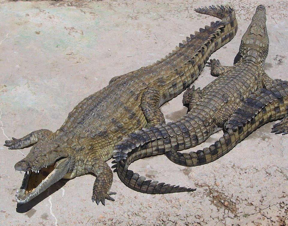 Nile Crocodile in Kruger National Park