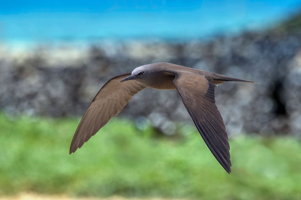Noddy in American Samoa National Park