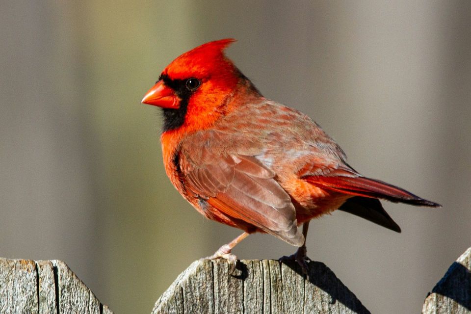 Northern Cardinal wildlife guide for Haleakalā National Park