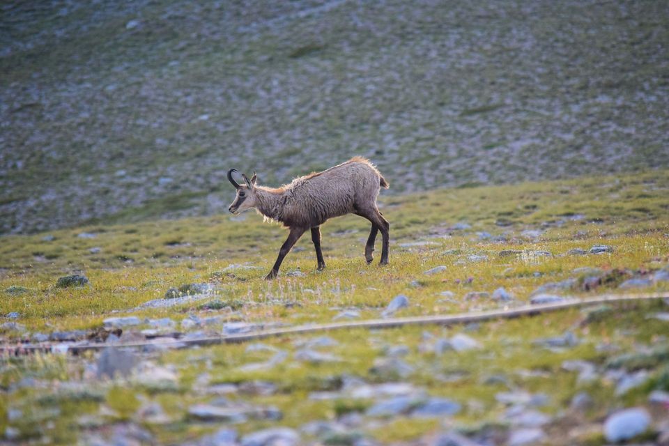 Northern Chamois wildlife guide for Arthur's Pass National Park