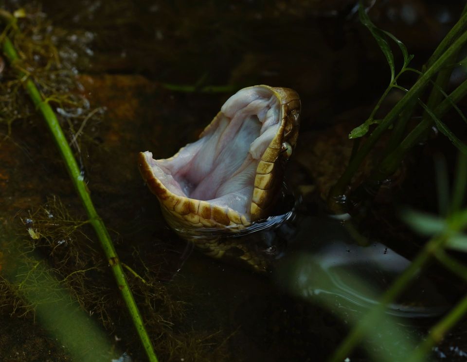 Northern Cottonmouth