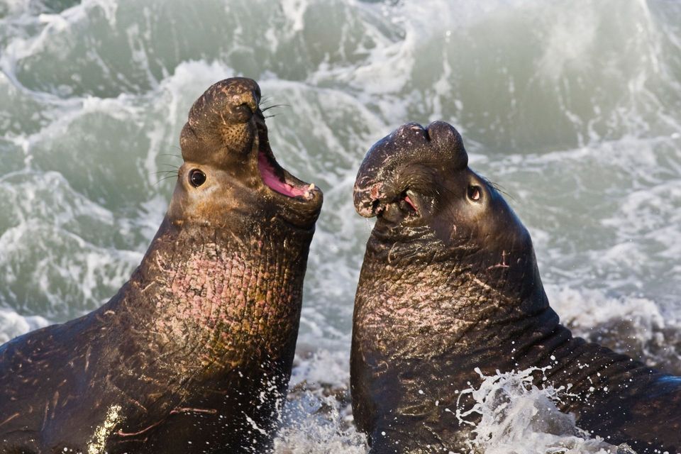 Northern Elephant Seal wildlife guide for Channel Islands National Park