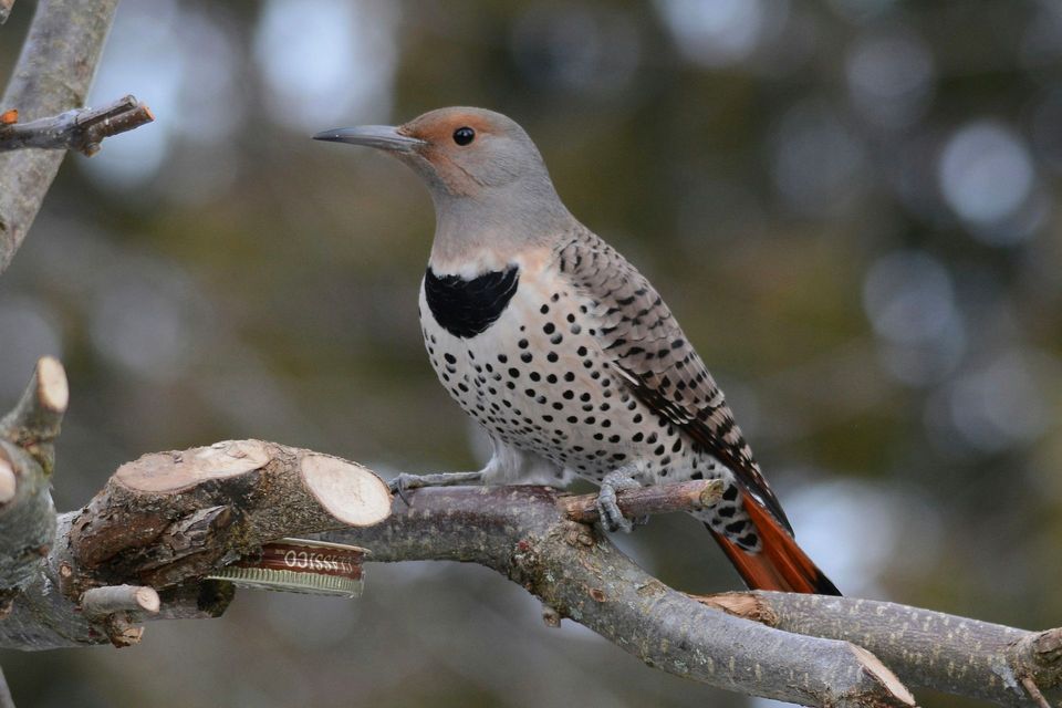 Northern Flicker in Franconia Notch State Park