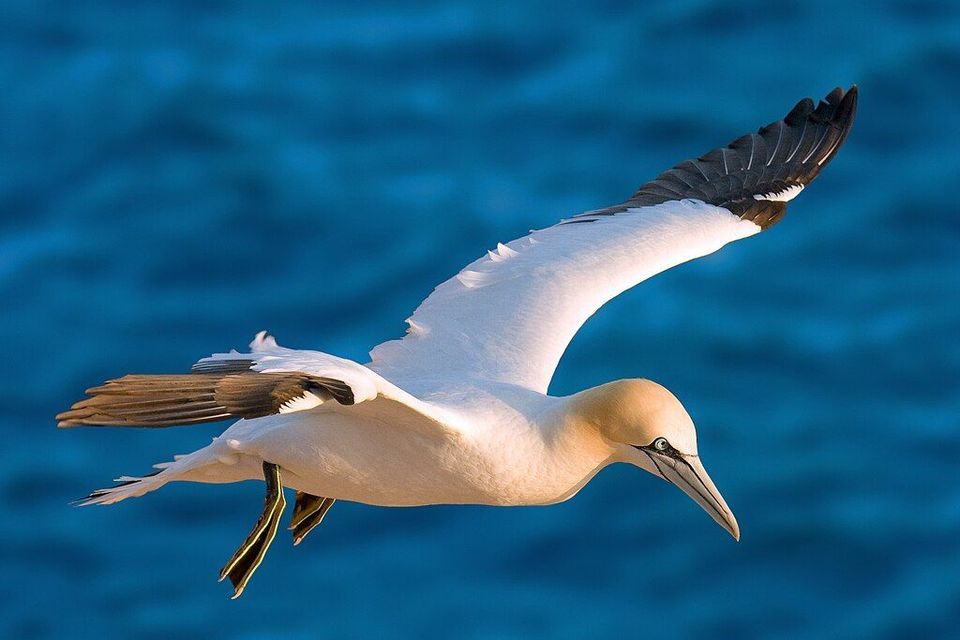 Northern Gannet wildlife guide for Cape Breton Highlands National Park