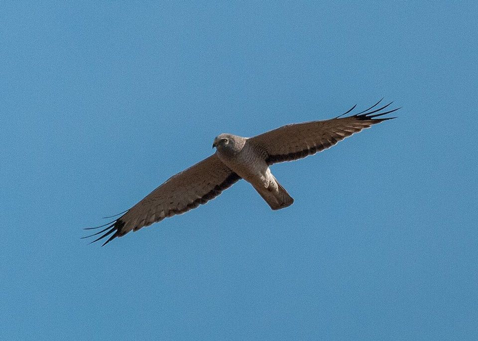 Northern Harrier wildlife guide for Cape Cod National Seashore