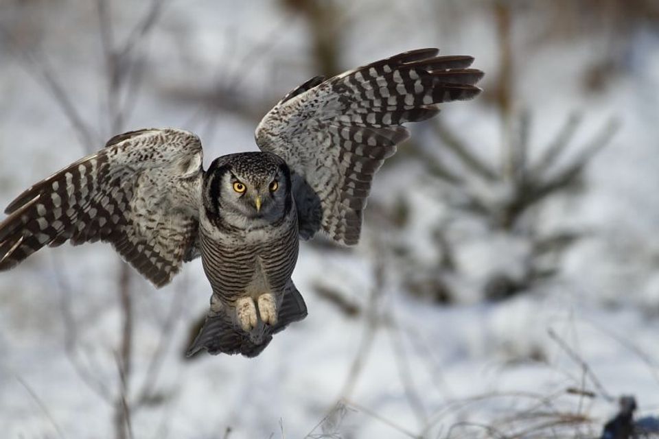 Northern Hawk Owl wildlife guide for Denali National Park