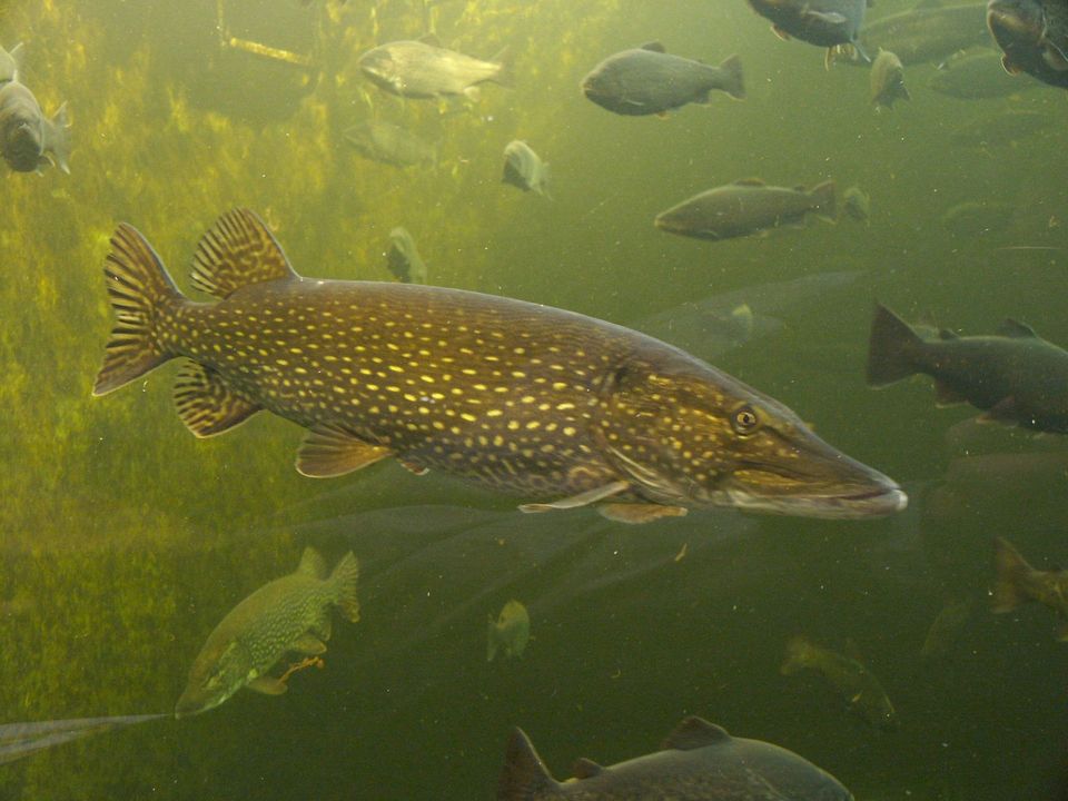 Northern Pike in Voyageurs National Park