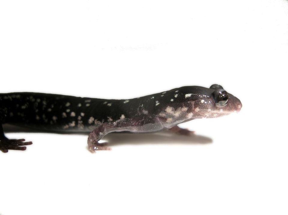 Northern Slimy Salamander