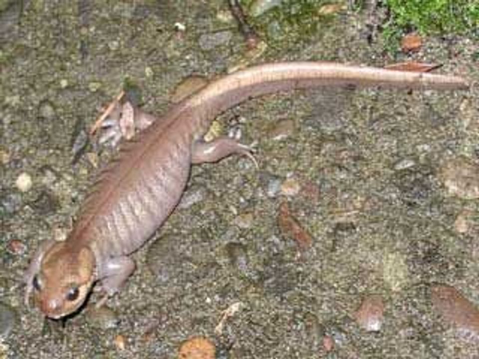 Northwestern Salamander wildlife guide for Mount Rainier National Park