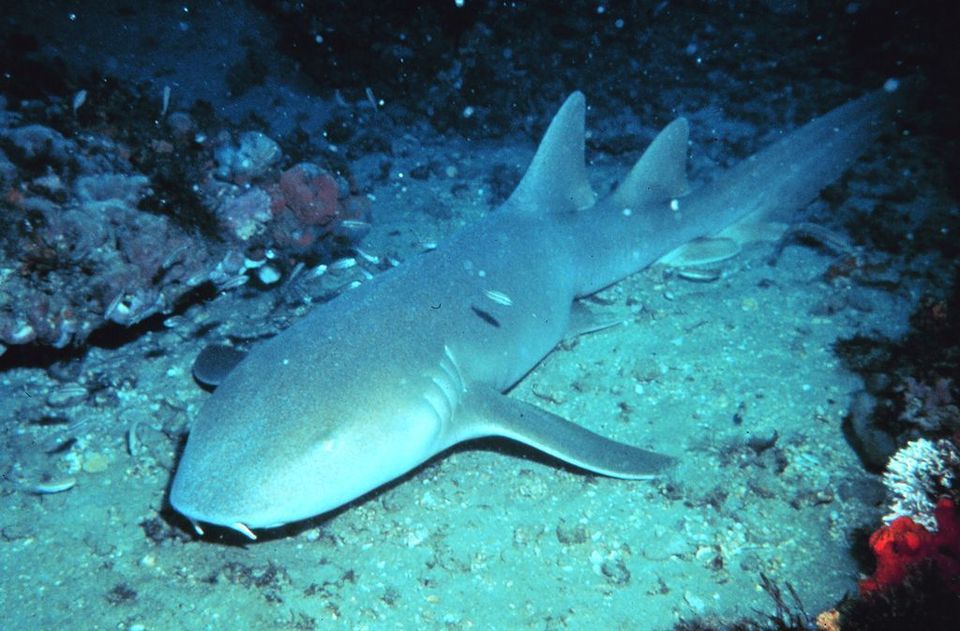 Nurse Shark in Virgin Islands National Park