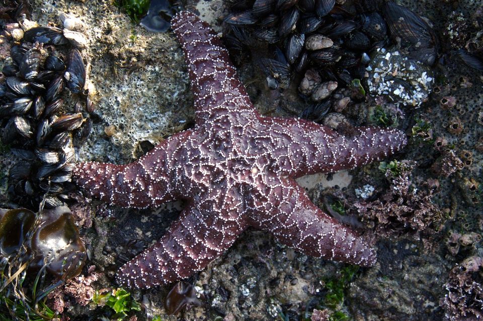 Ochre Sea Star in Redwood National Park