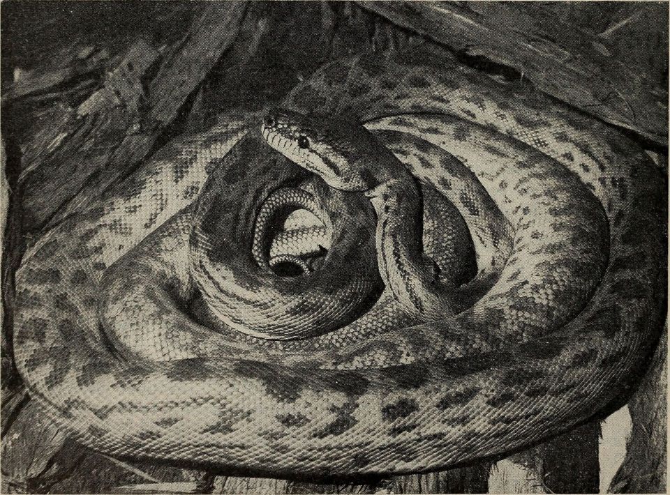 Oenpelli Rock Python wildlife guide for Kakadu National Park