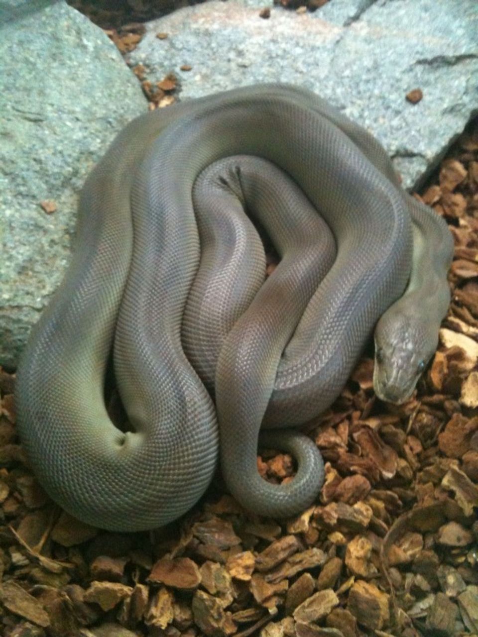 Olive Python wildlife guide for Kakadu National Park