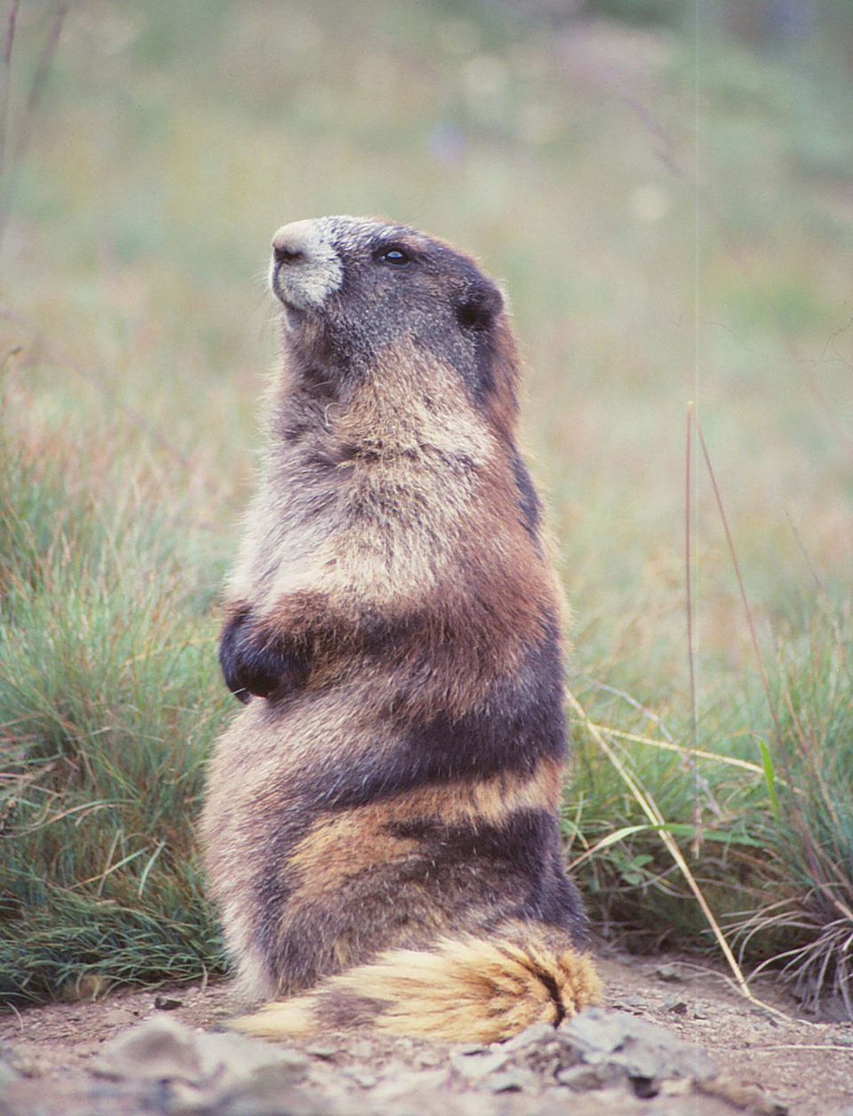 Olympic Marmot in Olympic National Park