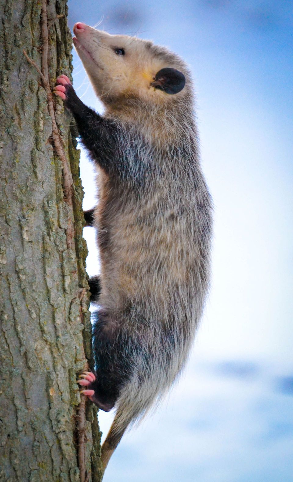 Opossum in Gateway Arch National Park