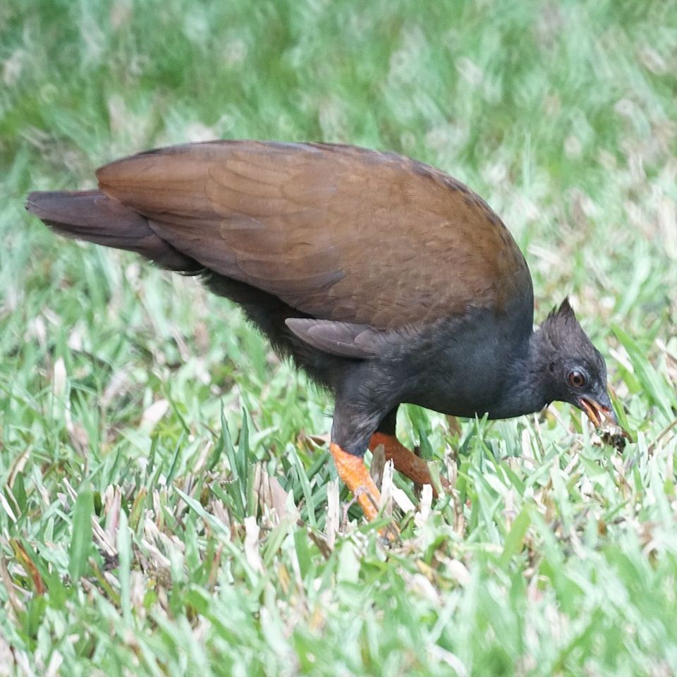 Orange-footed Scrubfowl in Daintree National Park