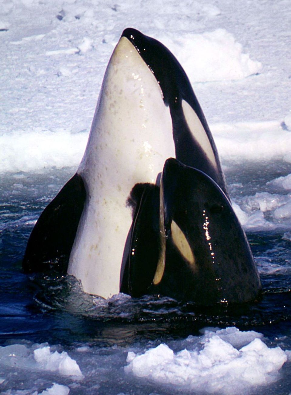 Orca in Glacier Bay National Park