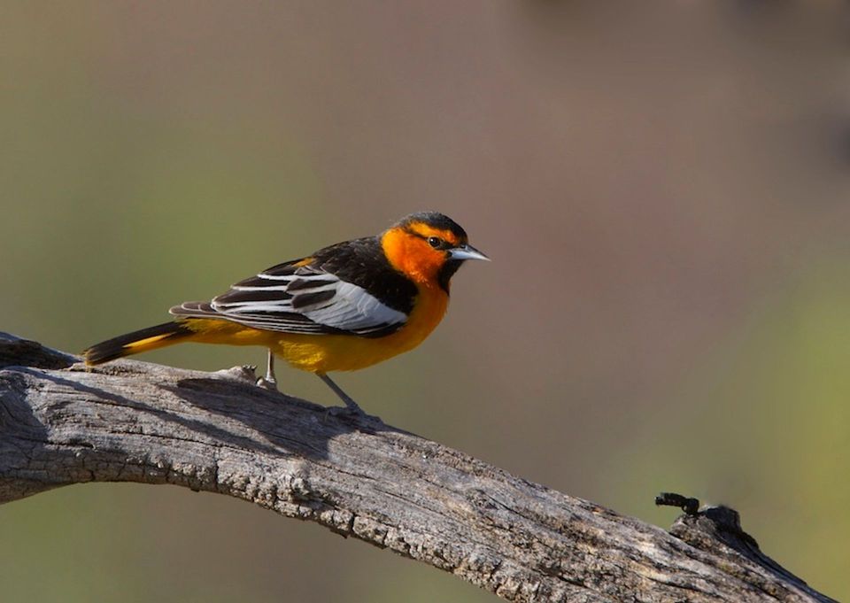 Oriole in Capitol Reef National Park
