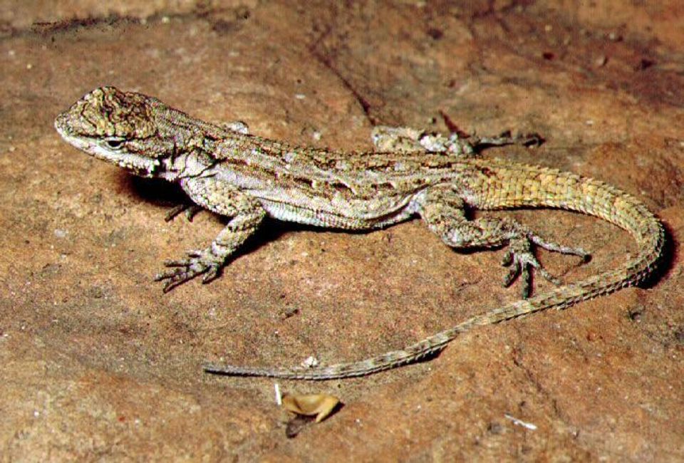 Ornate Tree Lizard in Red Rock State Park
