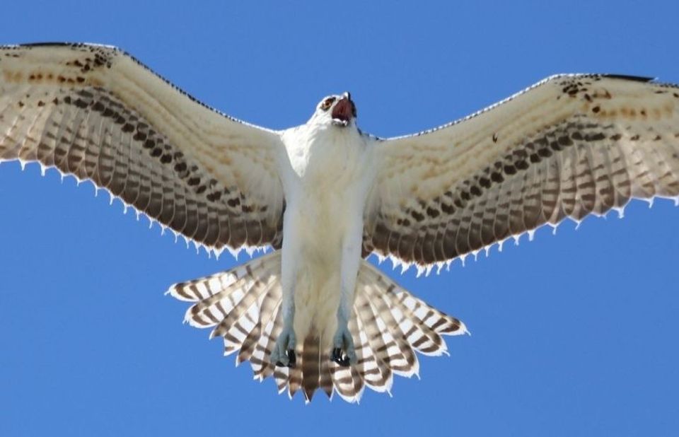 Osprey in Biscayne National Park