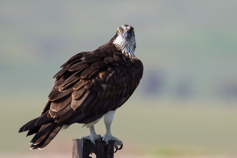 Osprey wildlife guide for Kootenay National Park