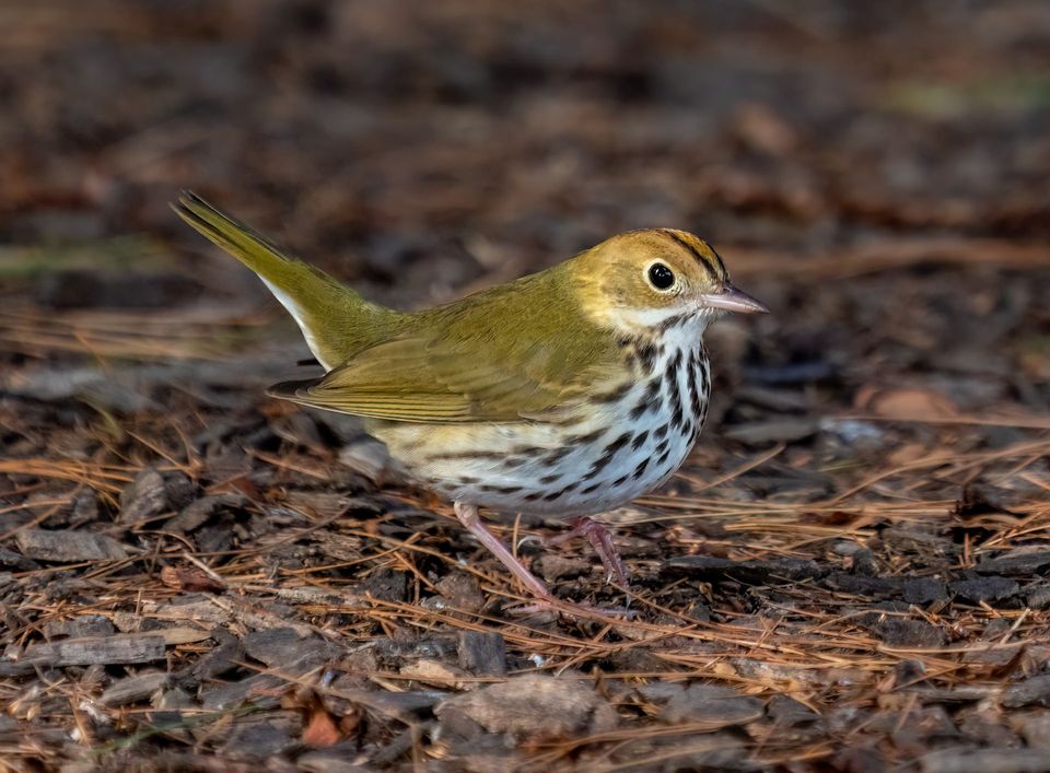 Ovenbird in Gateway Arch National Park