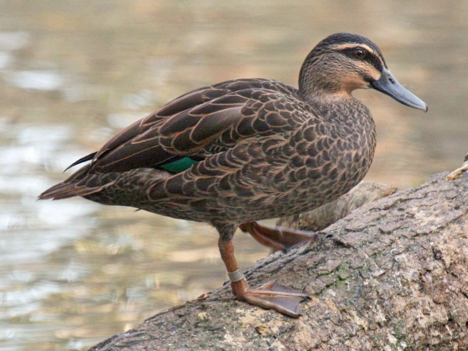 Pacific Black Duck in Westland Tai Poutini National Park