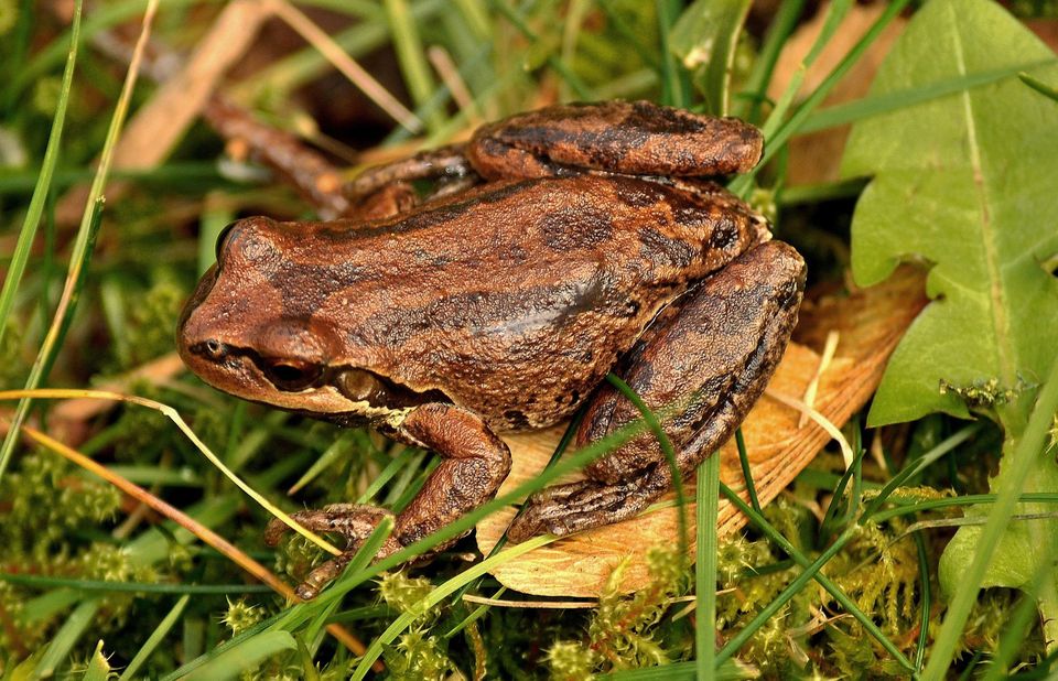 Pacific chorus frog wildlife guide for Crater Lake National Park