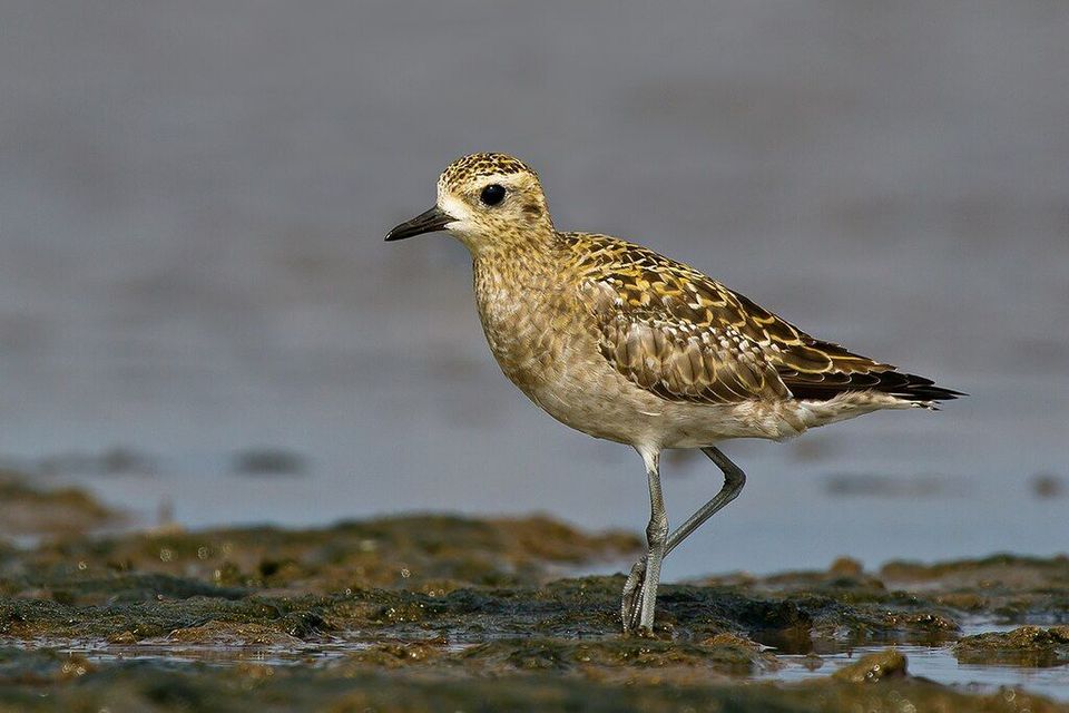 Pacific Golden Plover wildlife guide for West Maui Scenic Drive