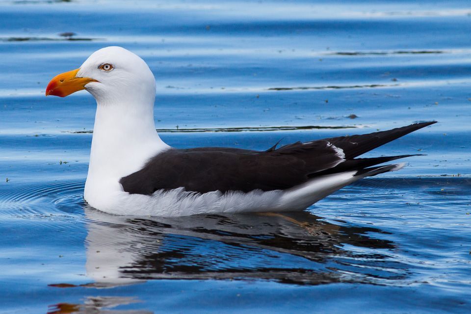 Pacific Gull wildlife guide for Freycinet National Park