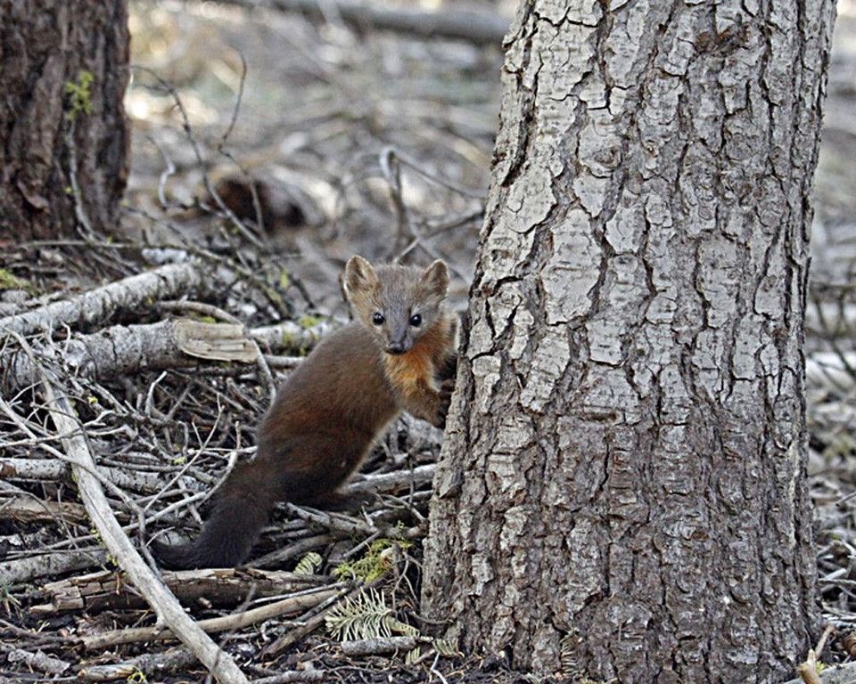 Pacific Marten in Yosemite National Park