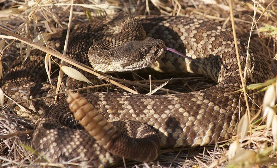 Pacific Rattlesnake in Joshua Tree National Park