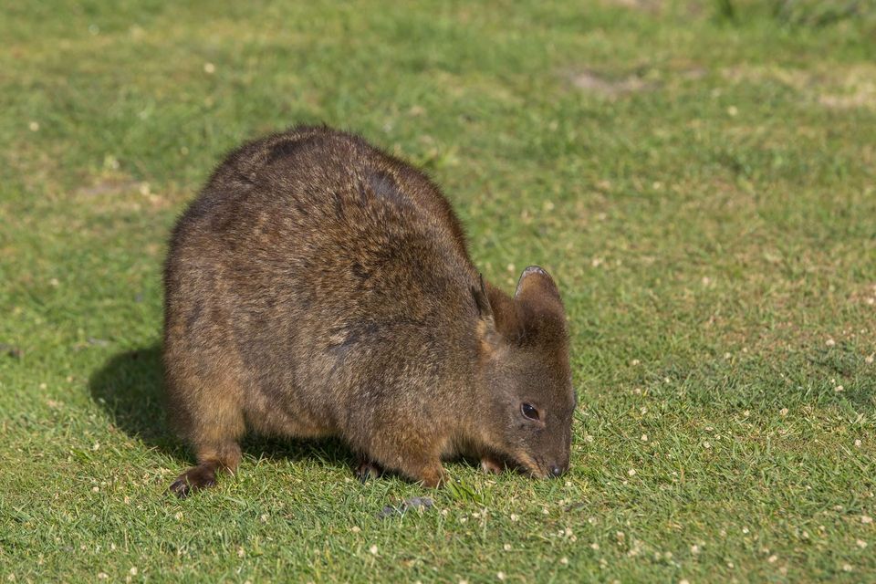Pademelon in Freycinet National Park