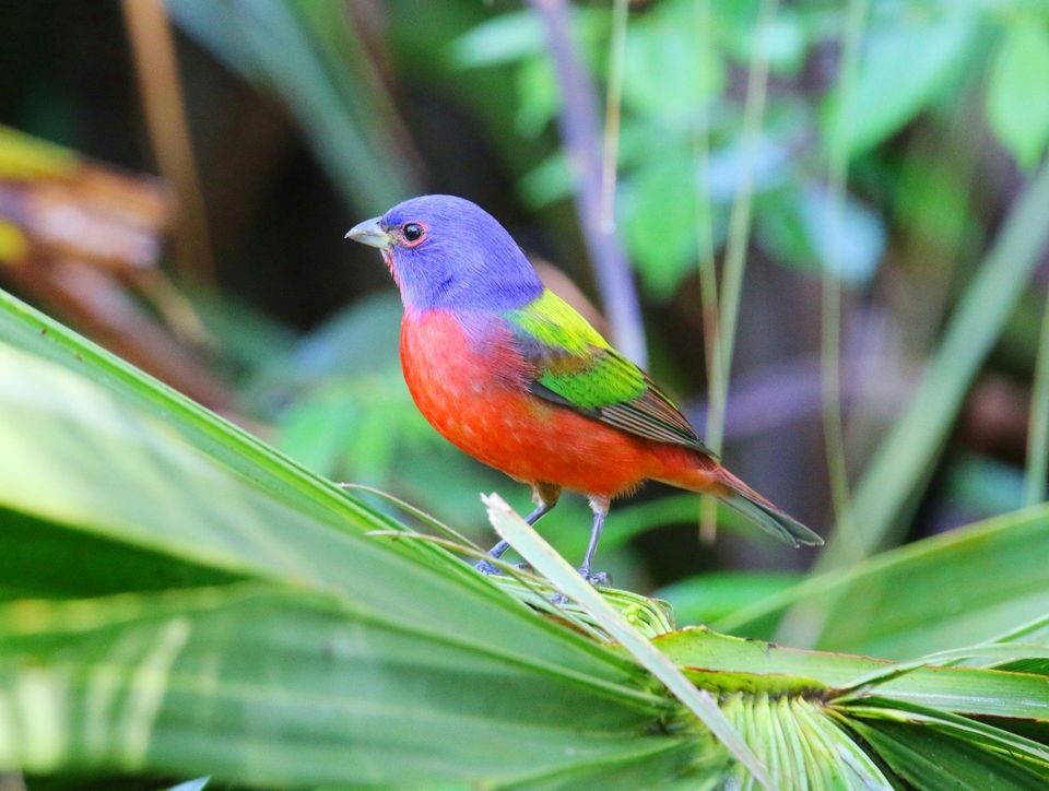 Painted Bunting in Everglades National Park