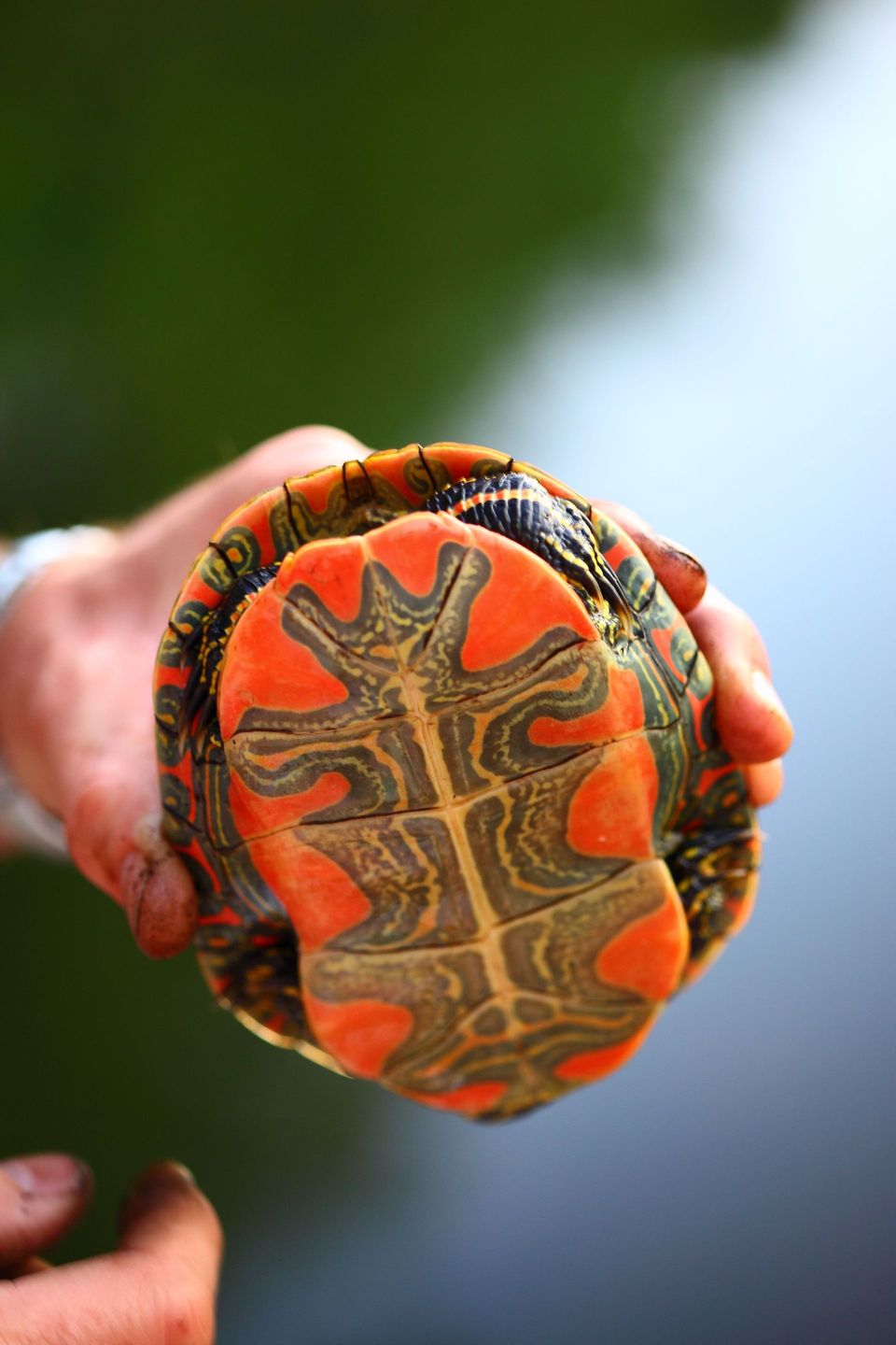 Painted Turtle in Voyageurs National Park