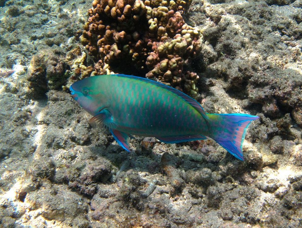 Palenose Parrotfish wildlife guide for West Maui Scenic Drive