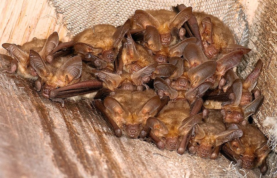 Pallid Bat wildlife guide for White Sands National Park