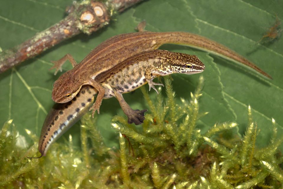 Palmate Newt