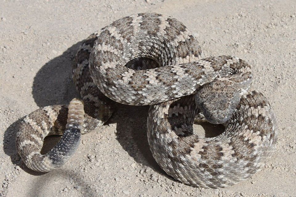 Panamint Rattlesnake wildlife guide for Death Valley National Park