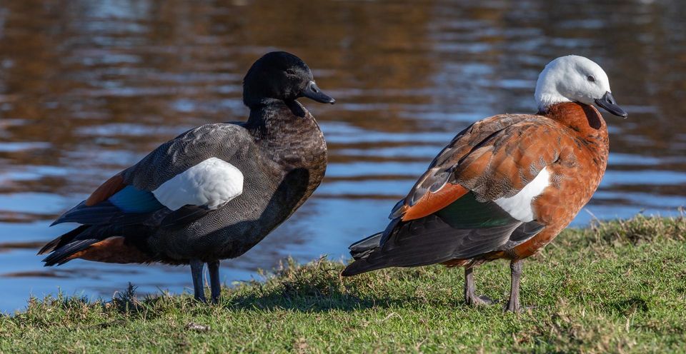 Paradise Shelduck in Nelson Lakes National Park