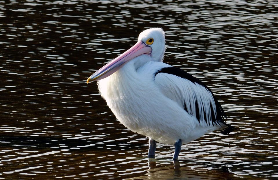 Pelican wildlife guide for Overseas Highway