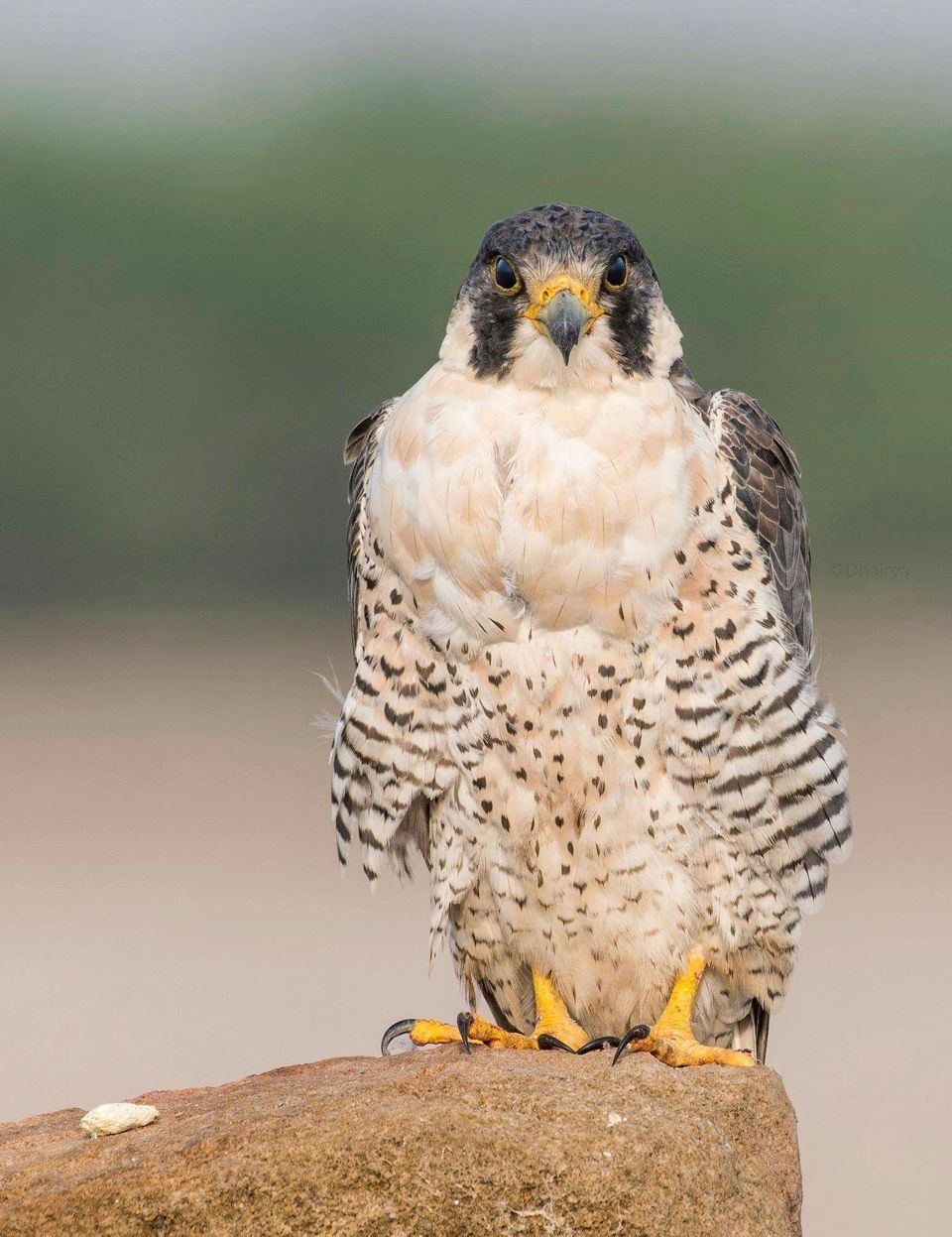 Peregrine Falcon wildlife guide for Dry Tortugas National Park